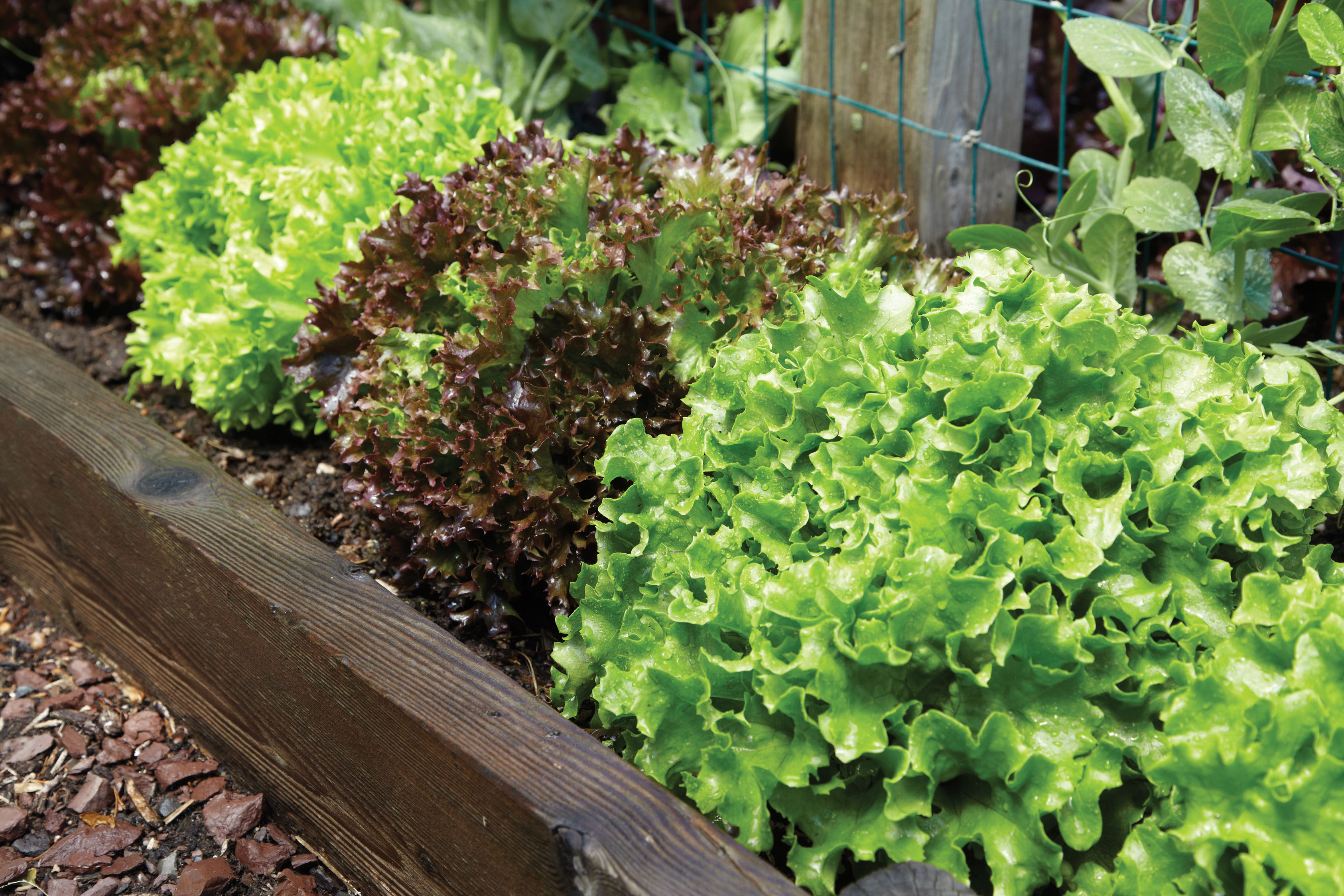 http://www.carymagazine.com/sites/default/files/article-images/CM%20Border%20Lettuce.jpg
