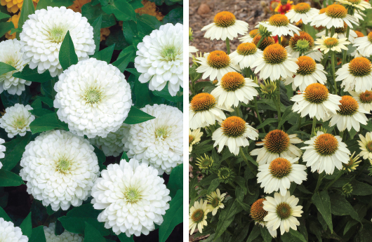 White Garden,White Wedding