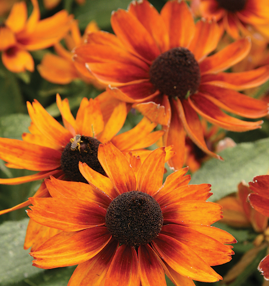 Black-eyed Susan, also known as rudbeckia, is a drought-tolerant, dependable perennial that will show off well in a curbside landscape.