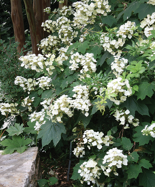 Native oakleaf hydrangeas bloom on old wood, meaning that if any pruning is necessary, it should be done right after the flowers fade.