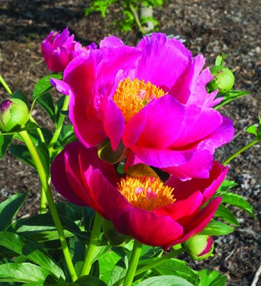 Peony “Scarlett O’Hara,” with rich red petals around a glowing yellow center, is a good pick for Southern gardens.