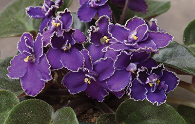 cm-african-violets
