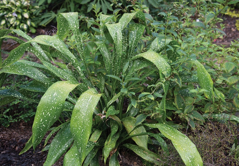 Secrets of the Cast Iron Plant Cary Magazine