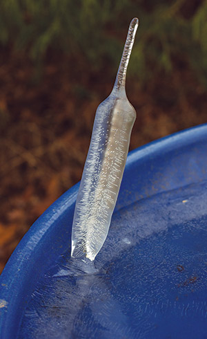 An ice spike can show up in your bird bath when conditions are right.
