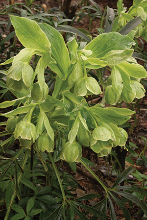 Bear claw hellebore