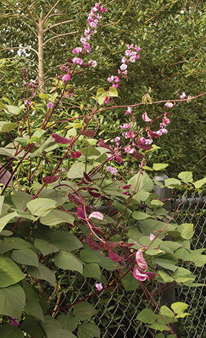 CM-Purple-Hyacinth-Bean-Vine