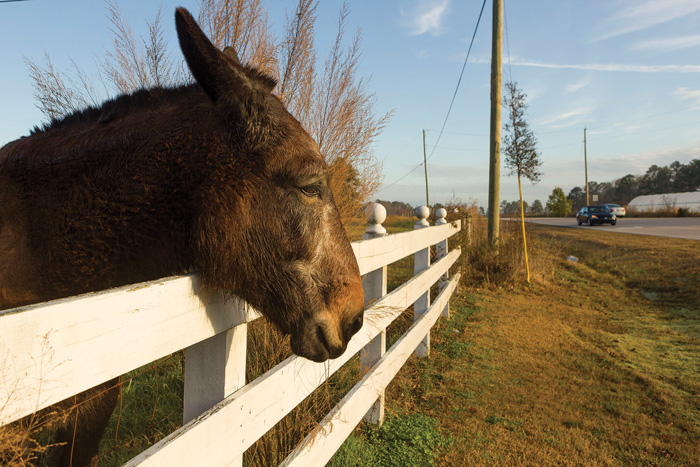 “My daddy died in ’96, and he grew up farming with horses and mules,” says David Ferrell, whose family has farmed in Western Wake for generations. “In his later years, that was his hobby. He loved mules, because he’d worked with them all his life. Daddy always said he made his living looking at the south end of a northbound mule.” Bell the mule watches cars go past on Louis Stephens Road.