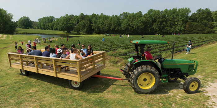 The Phillips Farms family fun park is open on weekends during strawberry season, and when the corn maze opens in September. Children and adults can enjoy pygmy goats, a giant tube race, wagon rides, a rope spiderweb, and pedal cars.