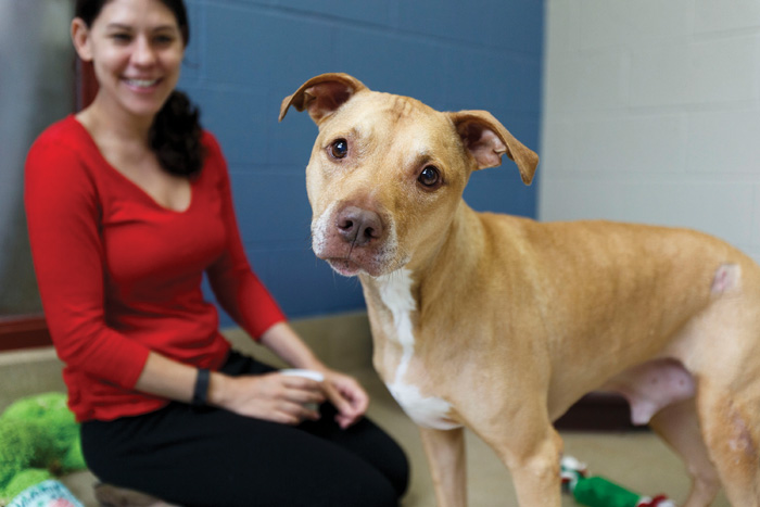 Harrison, an 8-year-old American Staffordshire terrier mix, charms visitors and SPCA staff, like communications manager Tara Lynn, who frequently posts images of animals available for adoption. Below, Lynn snaps a photo of a cat at the shelter.