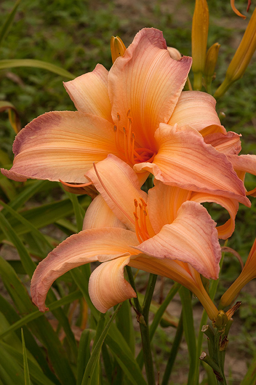 When dividing daylilies, each division should have two to three stems or fans of leaves with all roots attached. Dig up the entire plant and gently pull the fans apart. Cut the foliage back, leaving only five or six inches. Place the plant in the soil so the crown (the portion where the stem and root meets) is one inch below the ground line. 