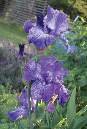 Bearded irises need well-drained soil and at least six hours of sunlight per day. A full day of sun is even better.