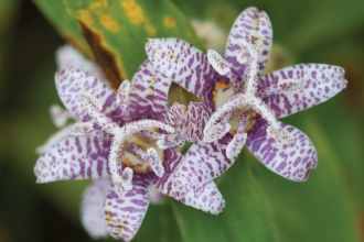 Flowering Toads