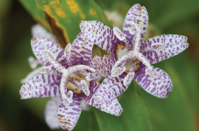 Flowering Toads