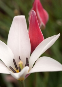 ‘Lady Jane’ is another bicolor tulip with white inner petals and red accents.