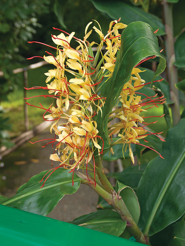 Ginger Lilies Worth The Wait Cary Magazine