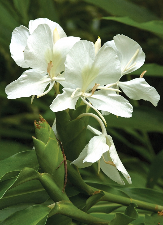 Ginger Lilies Worth the Wait Cary Magazine