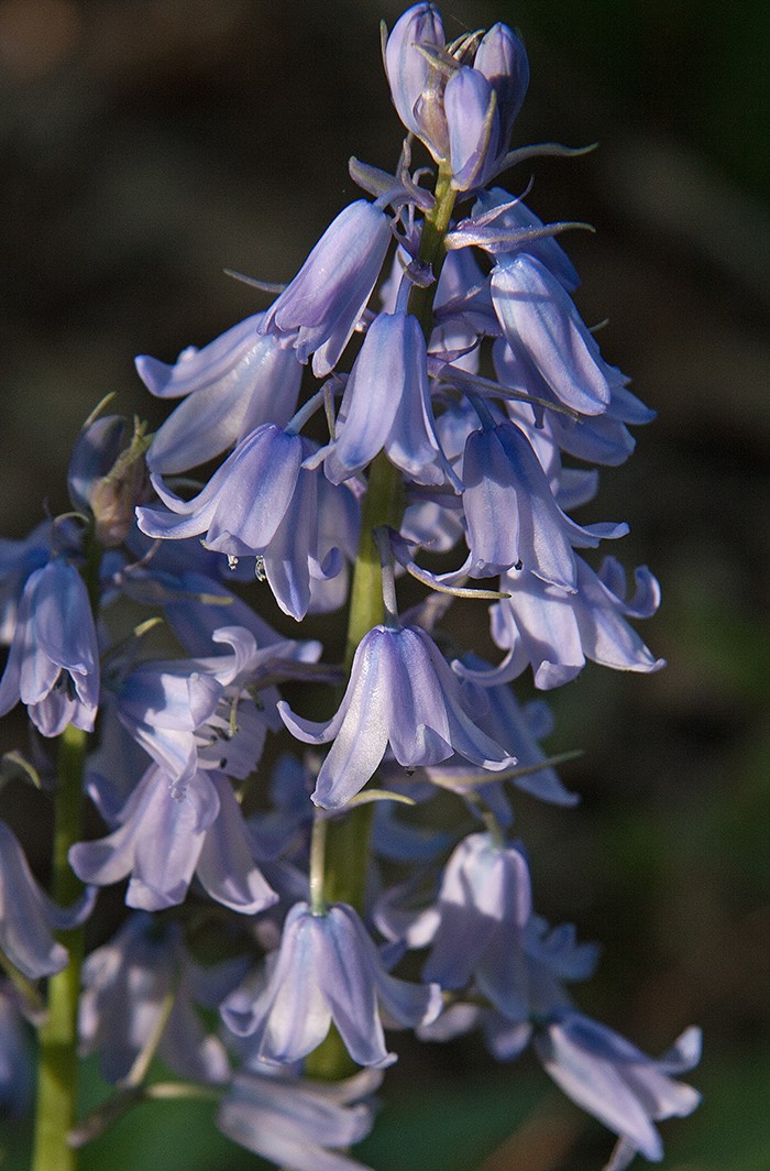 The Ring Of Spanish Bluebells Cary Magazine