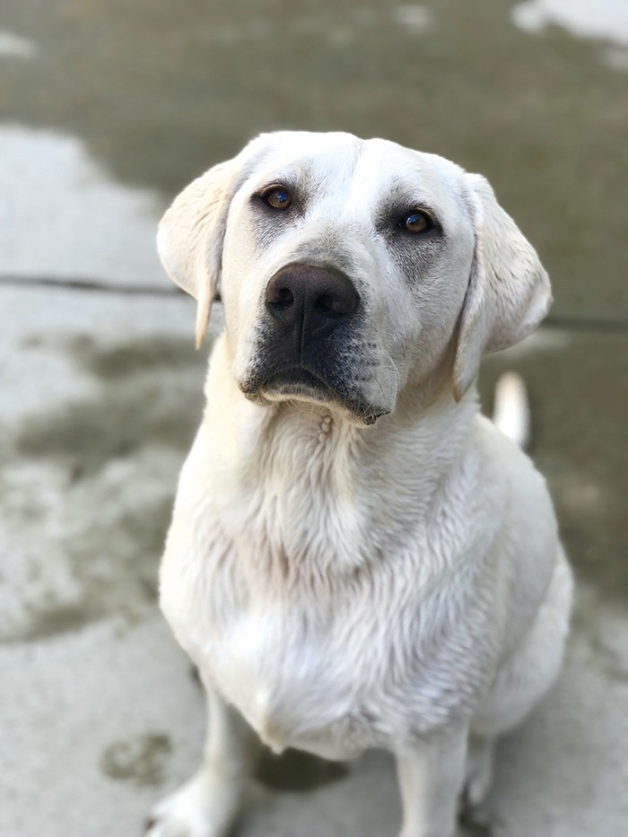 39+ Animal eye care cary information