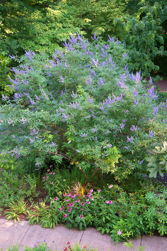 Garden Adventurer Vitex, the Other Summer Show Cary Magazine