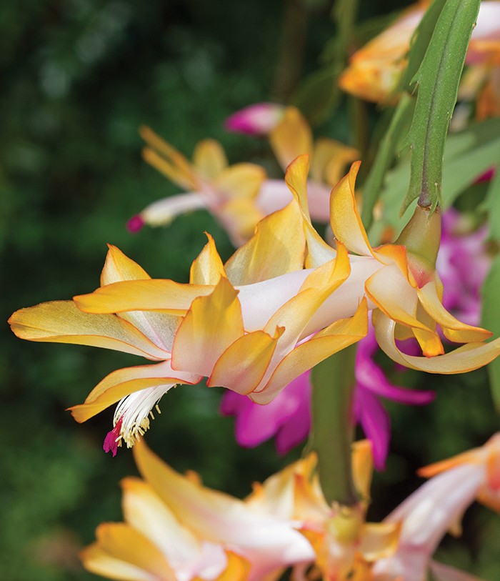 Yellow clearance christmas cactus