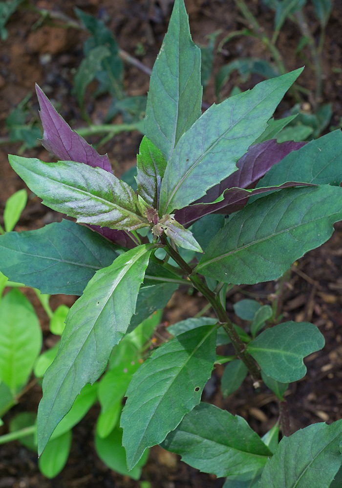 Garden Adventurer: Summer Spinach | Cary Magazine