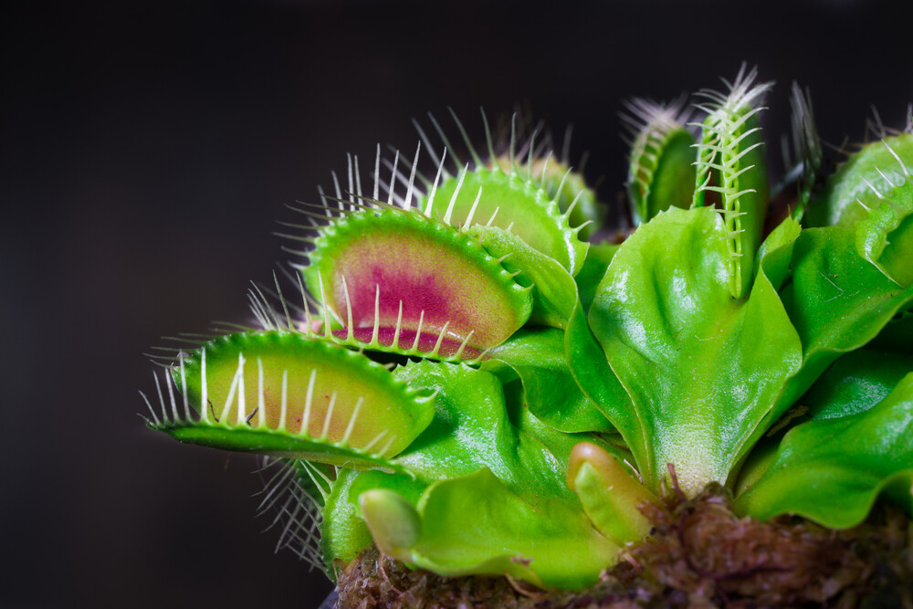 Venus fly trap with open traps